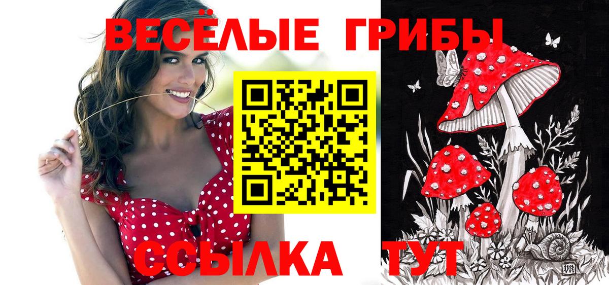 Лесозаводск  цены   Вход с VPN  Псилоцибиновые грибы GOLDEN TEACHER 